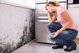 Best Emergency Mold Remediation in Brownfield, TX